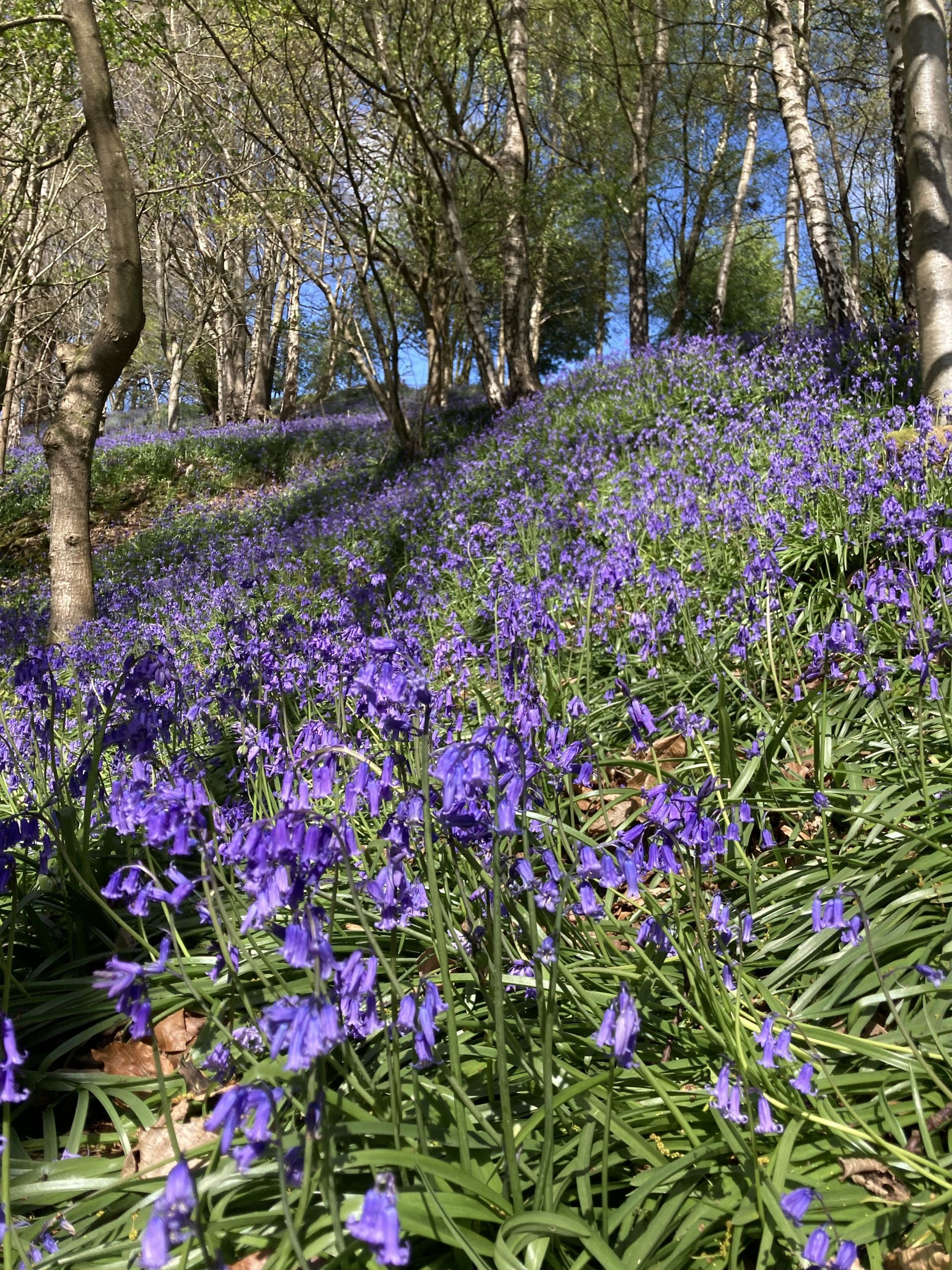 bluebells